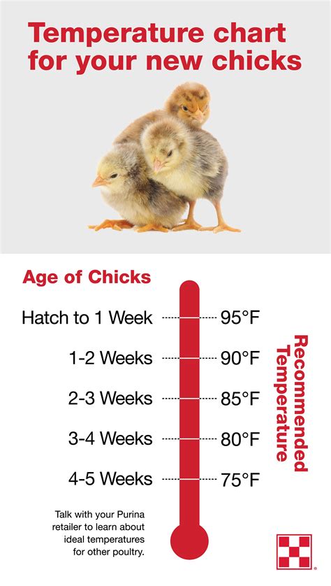 How many sugar are in warm chicken & bacon salad - calories, carbs, nutrition