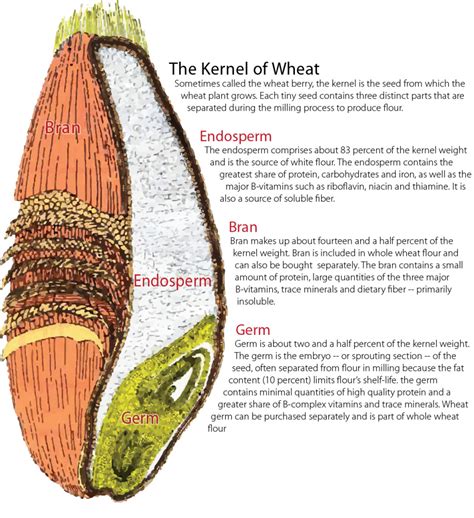 How many sugar are in wheat germ (63359.0) - calories, carbs, nutrition