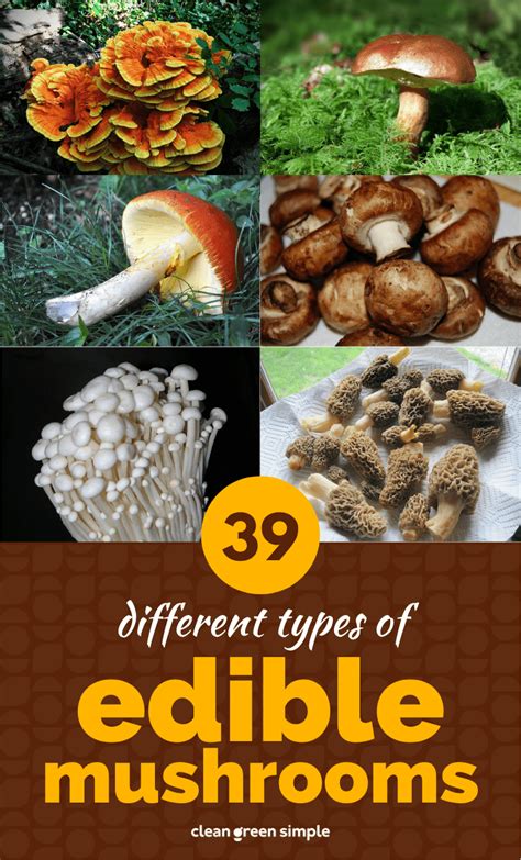 How many sugar are in wild mushroom & tofu filling - calories, carbs, nutrition
