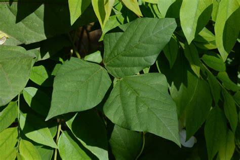 How many sugar are in winged bean leaves - raw - calories, carbs, nutrition