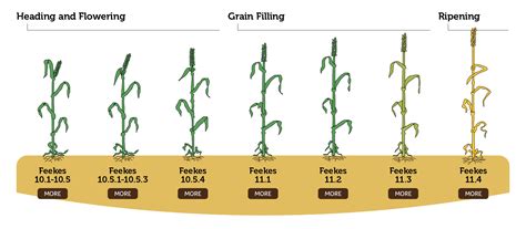 How many sugar are in winter wheat - calories, carbs, nutrition