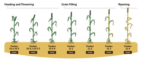 How many sugar are in winter wheat - calories, carbs, nutrition