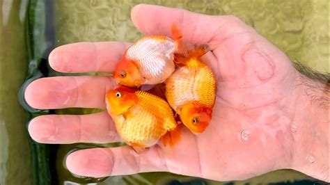 How much fat is in baby goldfish - calories, carbs, nutrition