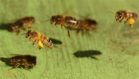 How much fat is in bee honey - calories, carbs, nutrition