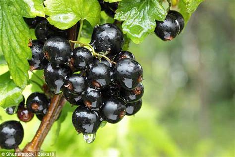 How much fat is in blackcurrant & raspberry bar - calories, carbs, nutrition