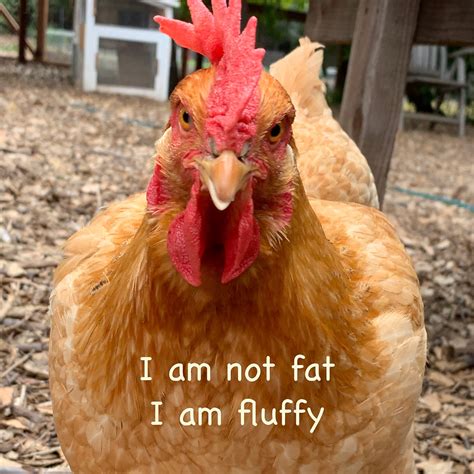 How much fat is in chicken a la fabian - calories, carbs, nutrition