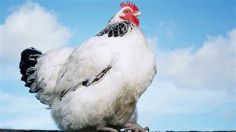How much fat is in chicken t.b.m - calories, carbs, nutrition