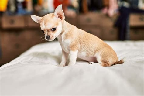 How much fat is in chihuahua dog - calories, carbs, nutrition