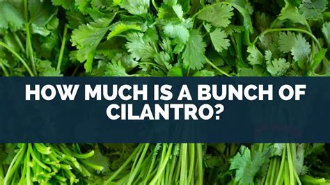 How much fat is in cilantro leaf 1 tsp - calories, carbs, nutrition