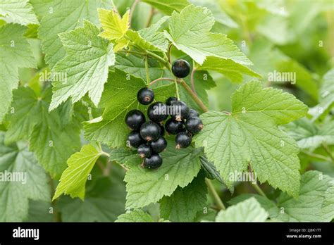 How much fat is in currants, european black, raw - calories, carbs, nutrition