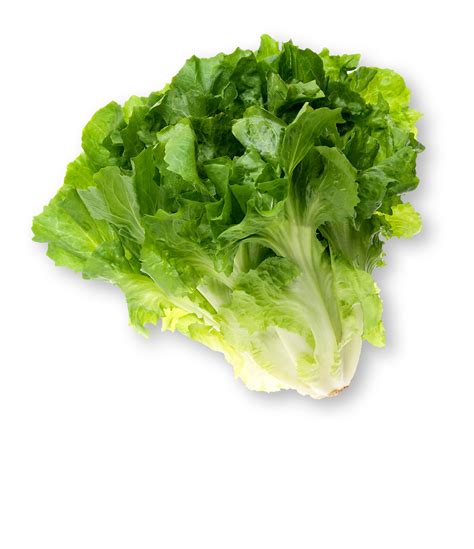 How much fat is in escarole, romaine & red leaf lettuce - calories, carbs, nutrition