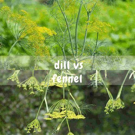 How much fat is in fennel and dill - calories, carbs, nutrition