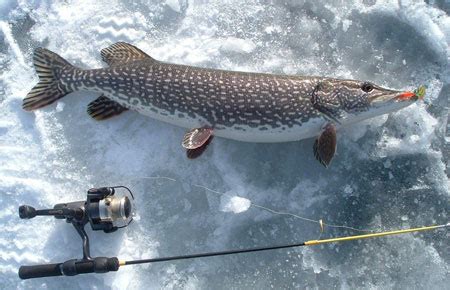 How much fat is in fish - pike, northern, liver (alaska native) - calories, carbs, nutrition