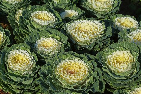 How much fat is in fresh flowering kale - calories, carbs, nutrition