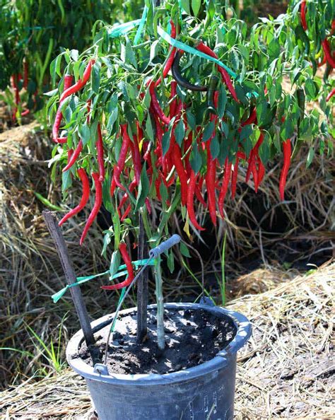 How much fat is in garden chili - calories, carbs, nutrition