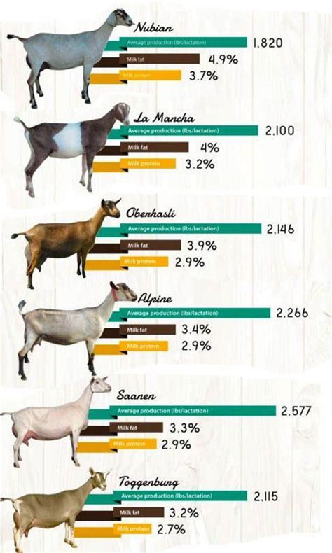 How much fat is in goat milk - calories, carbs, nutrition