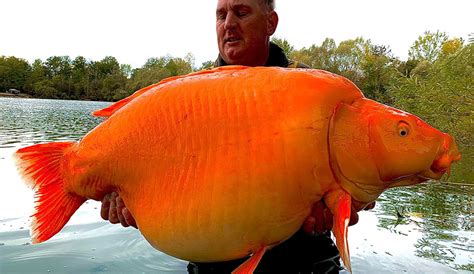 How much fat is in gold fish - calories, carbs, nutrition
