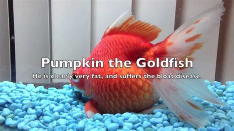 How much fat is in goldfish - calories, carbs, nutrition