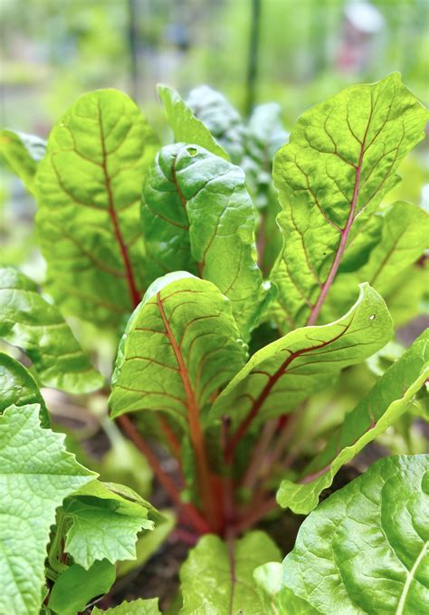 How much fat is in herb pollock, swiss chard & lima beans - calories, carbs, nutrition