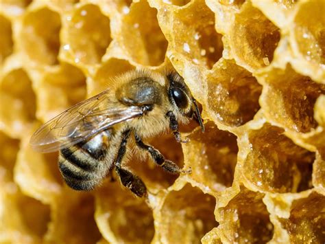 How much fat is in honey bee & nana - calories, carbs, nutrition