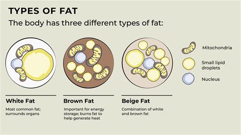 How much fat is in labnah brown - calories, carbs, nutrition