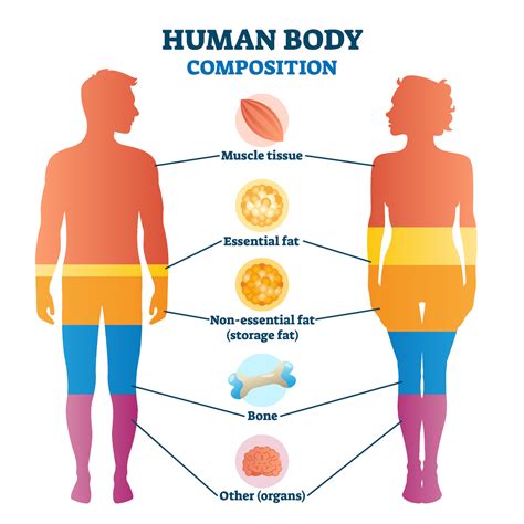 How much fat is in lean body - calories, carbs, nutrition