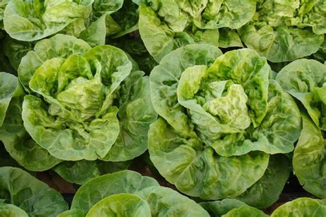 How much fat is in little gem lettuce - calories, carbs, nutrition