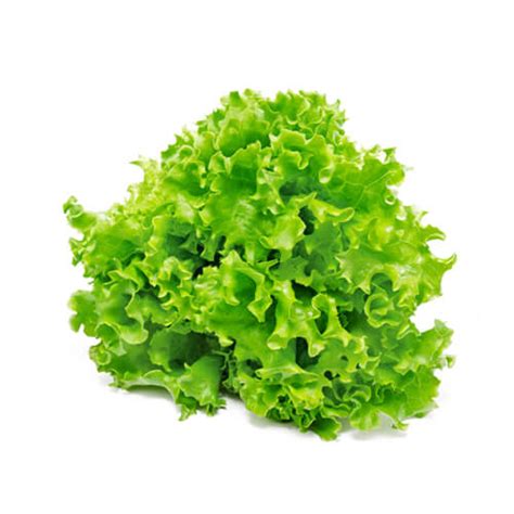How much fat is in lollo rosso - calories, carbs, nutrition