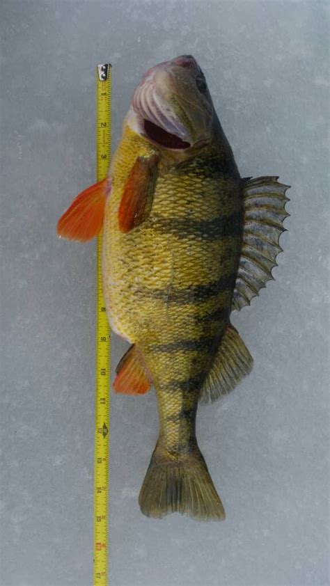 How much fat is in michigan perch - calories, carbs, nutrition