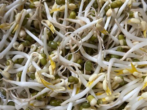 How much fat is in mung beans, mature seeds, sprouted, cooked, stir-fried - calories, carbs, nutrition