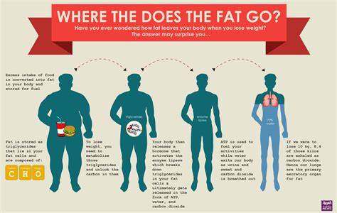 How much fat is in on the go - calories, carbs, nutrition
