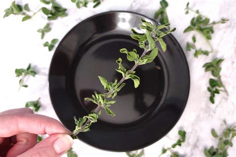 How much fat is in oregano fresh stemmed 1 tsp - calories, carbs, nutrition