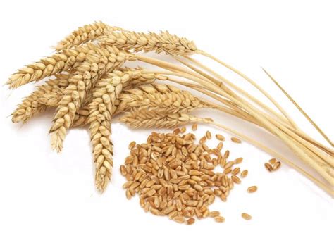 How much fat is in original wheatgerm - calories, carbs, nutrition