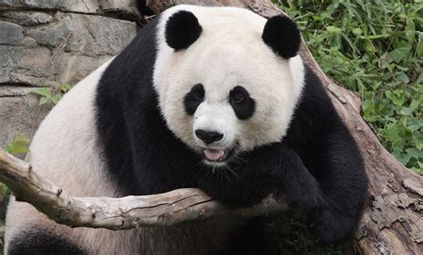 How much fat is in panda - calories, carbs, nutrition