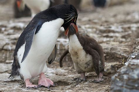 How much fat is in penguins - calories, carbs, nutrition