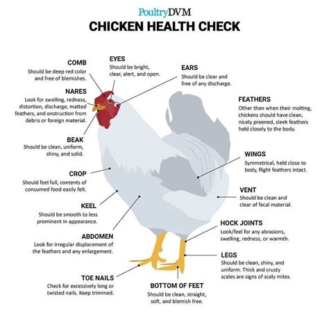 How much fat is in quarter chicken health check - calories, carbs, nutrition