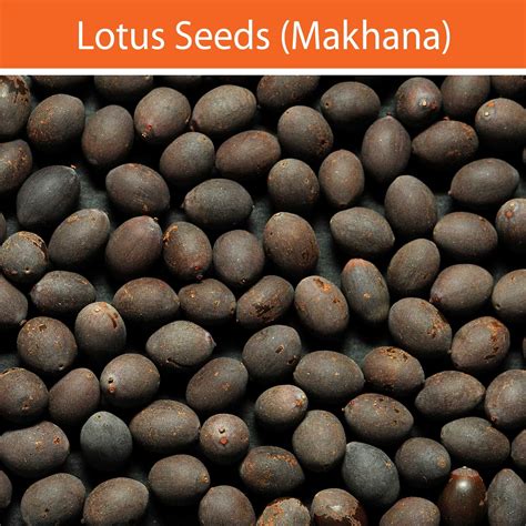 How much fat is in seeds, lotus seeds, raw - calories, carbs, nutrition