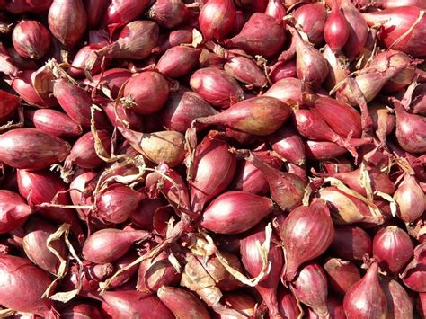 How much fat is in shallots, freeze-dried - calories, carbs, nutrition
