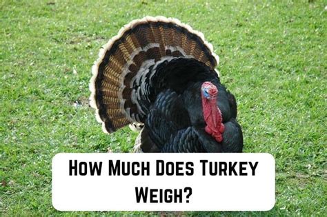 How much fat is in smoked turkey - calories, carbs, nutrition