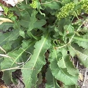 How much fat is in sourdock - young leaves (alaska native) - calories, carbs, nutrition