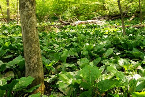 How much fat is in swamp cabbage, (skunk cabbage), raw - calories, carbs, nutrition