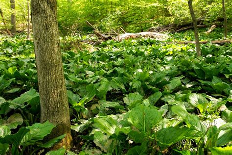 How much fat is in swamp cabbage, (skunk cabbage), raw - calories, carbs, nutrition