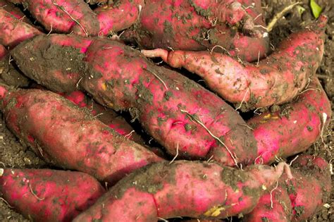 How much fat is in sweet potato harvest 28g - calories, carbs, nutrition
