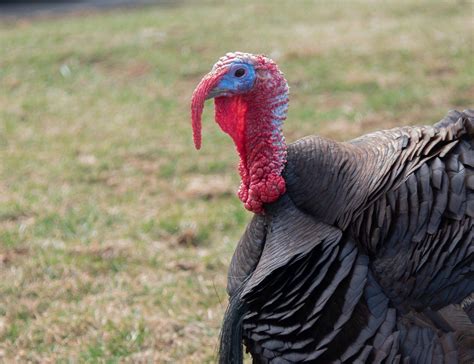 How much fat is in the mad turkey - calories, carbs, nutrition