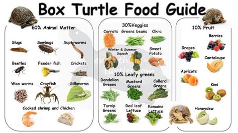How much fat is in turtle, green, raw - calories, carbs, nutrition