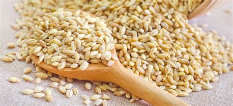 How much fat is in wheat berry cooked basic method 1/2 cup - calories, carbs, nutrition