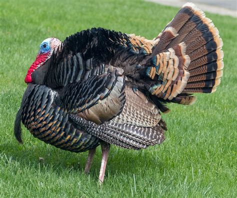 How much fat is in white turkey & gravy 85 g - calories, carbs, nutrition