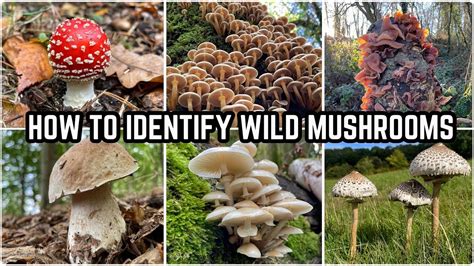 How much fat is in wild mushroom & tofu filling - calories, carbs, nutrition