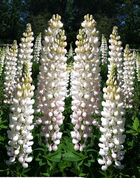 How much fat is in witte lupine - calories, carbs, nutrition