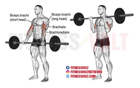 How to Do Barbell Curls for Massive Biceps